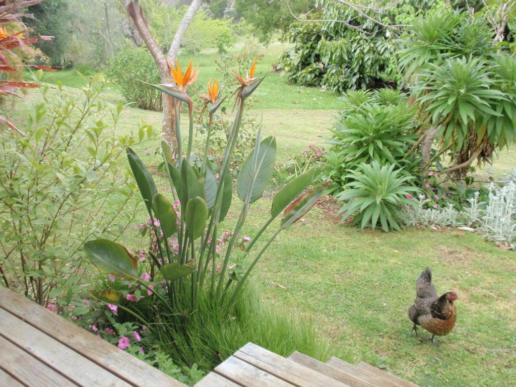 Wharepuke Subtropical Accommodation Kerikeri Room photo