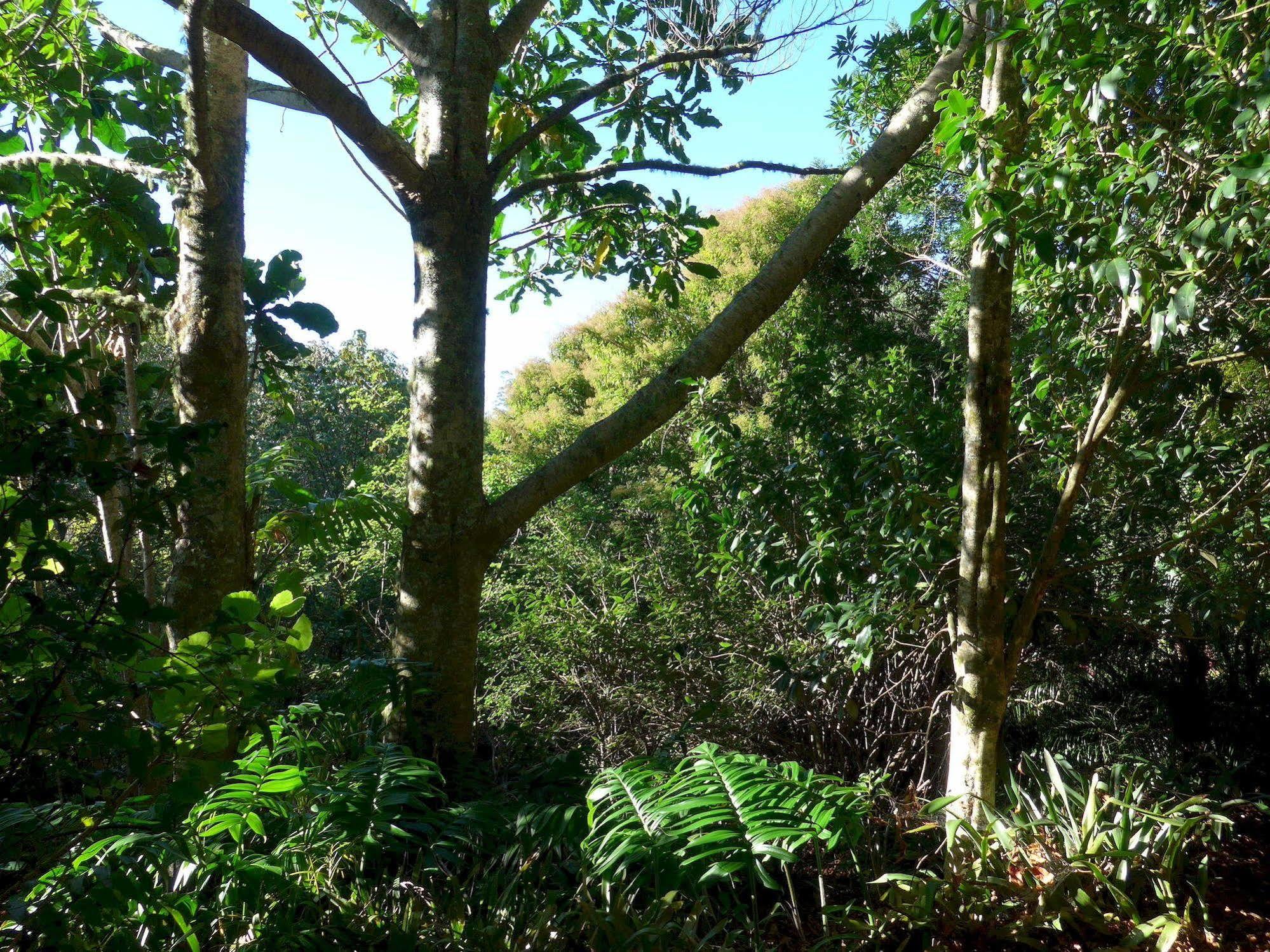 Wharepuke Subtropical Accommodation Kerikeri Exterior photo